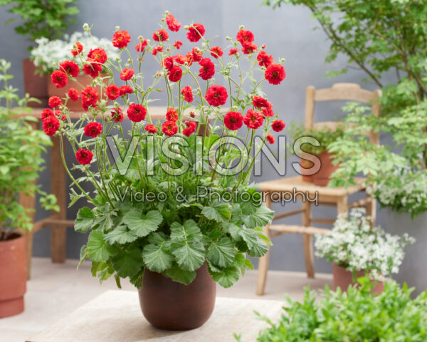 Geum Firestarter
