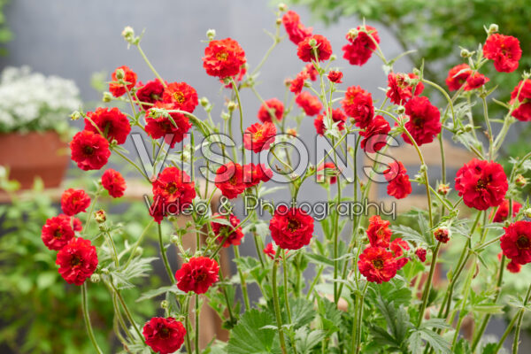 Geum Firestarter Geum Firestarter
