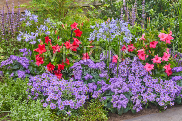 Mixed conservatory plants in border