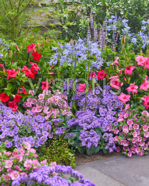 Mixed conservatory plants in border Mixed conservatory plants in border