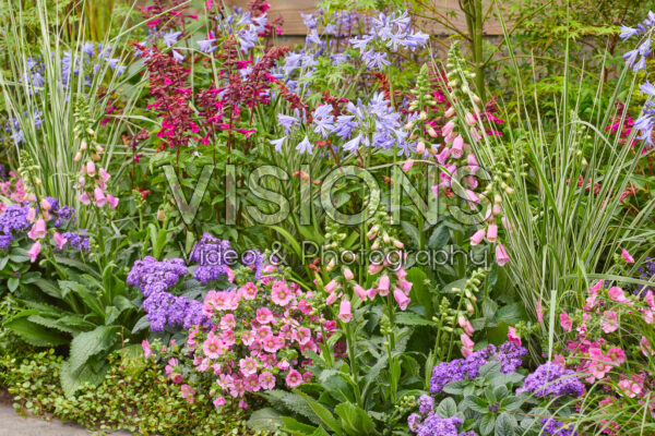 Mixed summer border