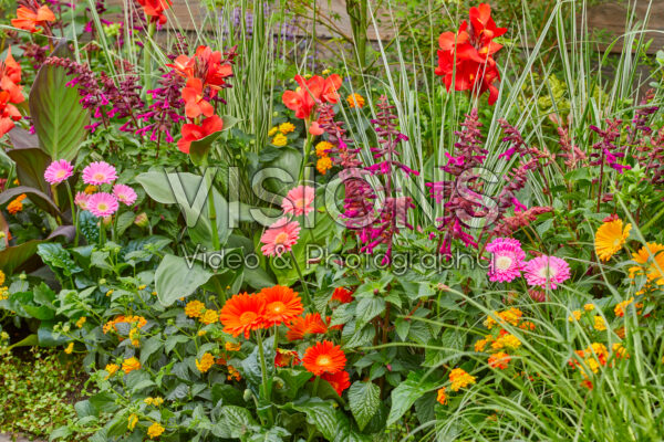 Mixed summer border