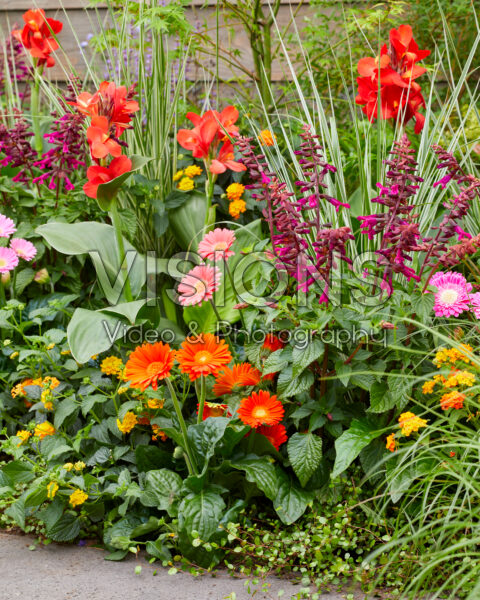 Mixed summer border