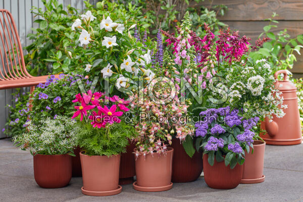 ANNUALS AND BEDDING PLANTS