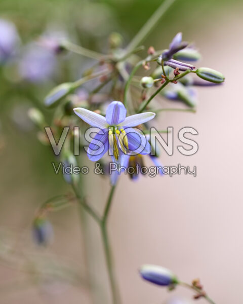 Dianella prunina Blue Ripple