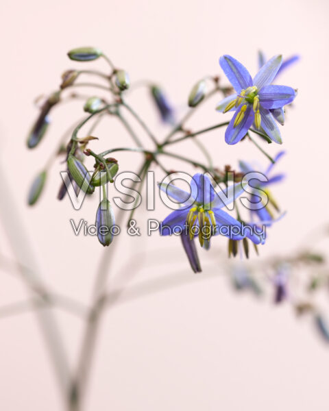Dianella prunina Blue Ripple Dianella prunina Blue Ripple