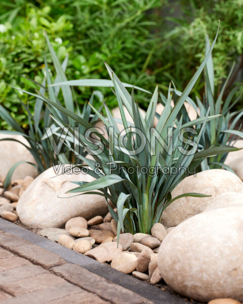 Dianella prunina Blue Ripple