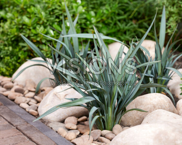 Dianella prunina Blue Ripple