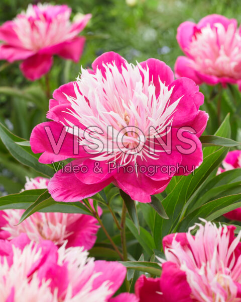 Paeonia Fantastic Paeonia Fantastic