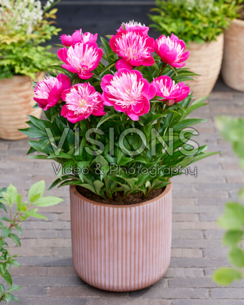 Paeonia Fantastic Paeonia Fantastic