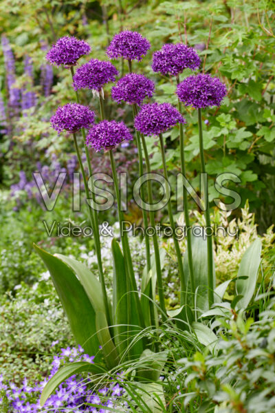 Allium Chicago Allium Chicago
