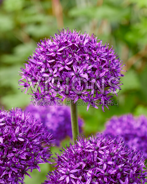 Allium Chicago Allium Chicago