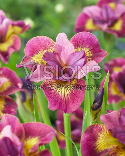 Iris sibirica Ruby Gold Iris sibirica Ruby Gold