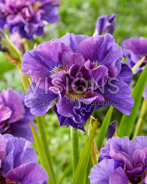 Iris sibirica Concord Crush