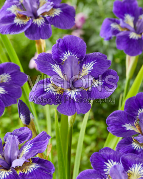 Iris sibirica I See Stars