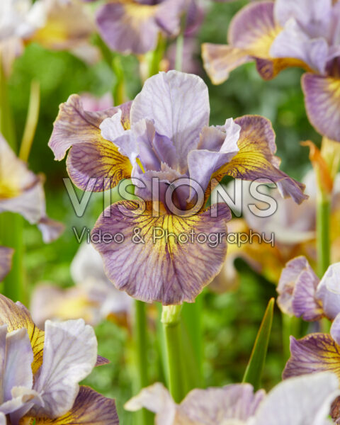 Iris sibirica Sun Comes Up