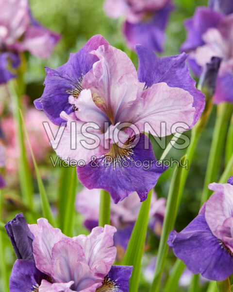 Iris sibirica Star Lion Iris sibirica Star Lion