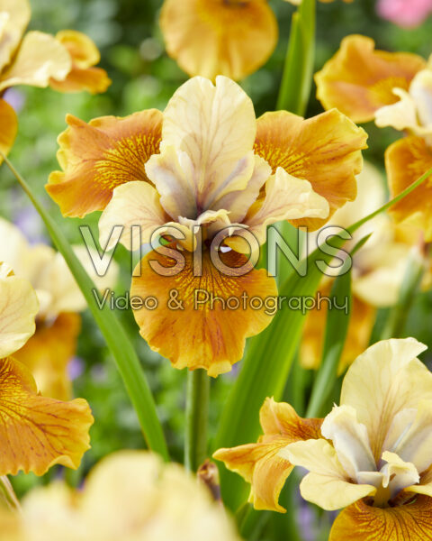 Iris sibirica Colonel Mustard