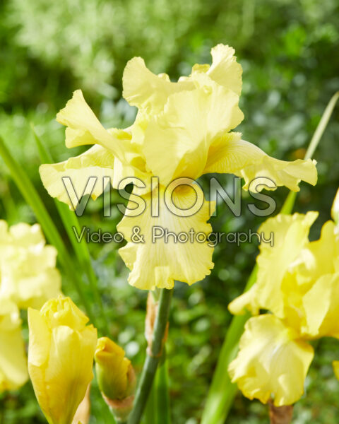 Iris germanica Harvest of Memories