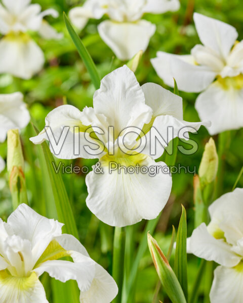 Iris sibirica Esther C.D.M.