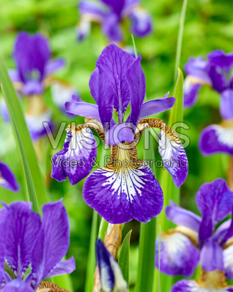 Iris sibirica Claret Cup