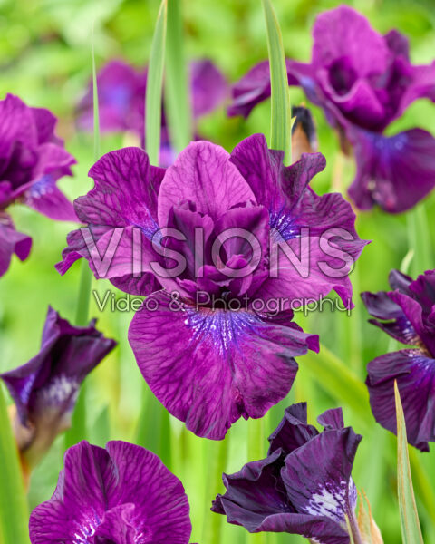 Iris sibirica Purplelicious