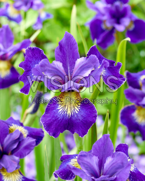 Iris sibirica Golden Edge Iris sibirica Golden Edge
