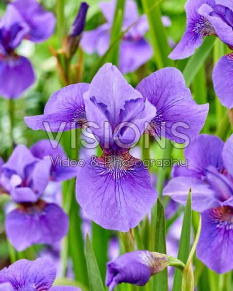 Iris sibirica Reprise