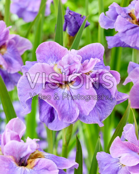 Iris sibirica Having Fun Iris sibirica Having Fun