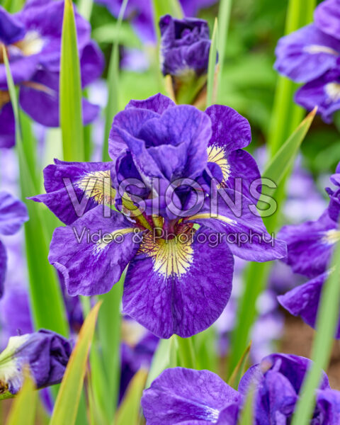 Iris H13 - Iris sibirica Kabluey