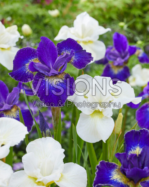 Iris sibirica Golden Edge, Esther C.D.M. Iris sibirica Golden Edge, Esther C.D.M.