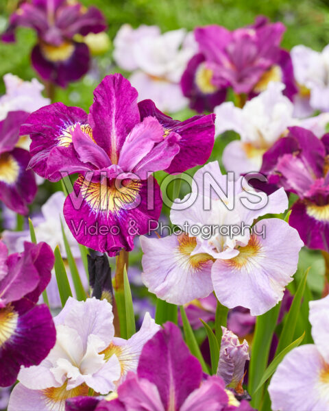 Iris sibirica Dawn Waltz, Sultan's Ruby Iris sibirica Dawn Waltz, Sultan's Ruby