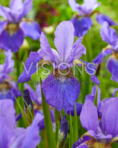Iris sibirica Happy Returns Iris sibirica Happy Returns