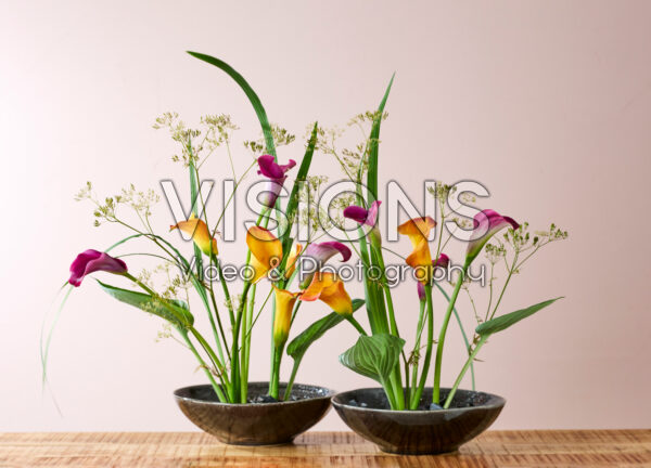 Zantedeschia arrangements