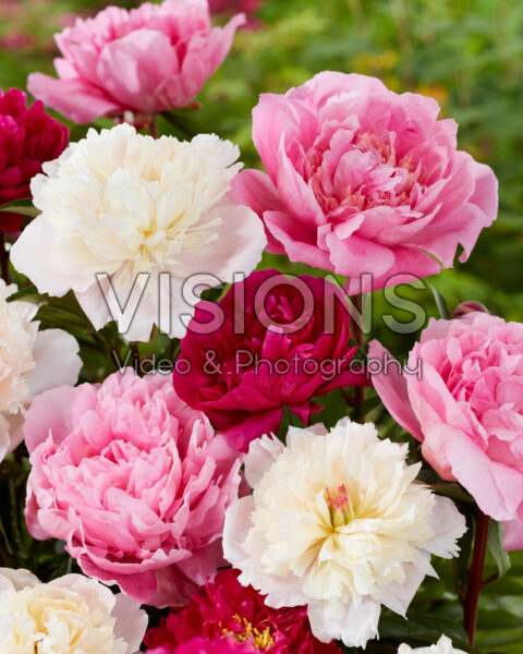 Paeonia mix Paeonia mix