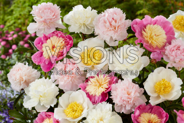Paeonia mix Paeonia mix