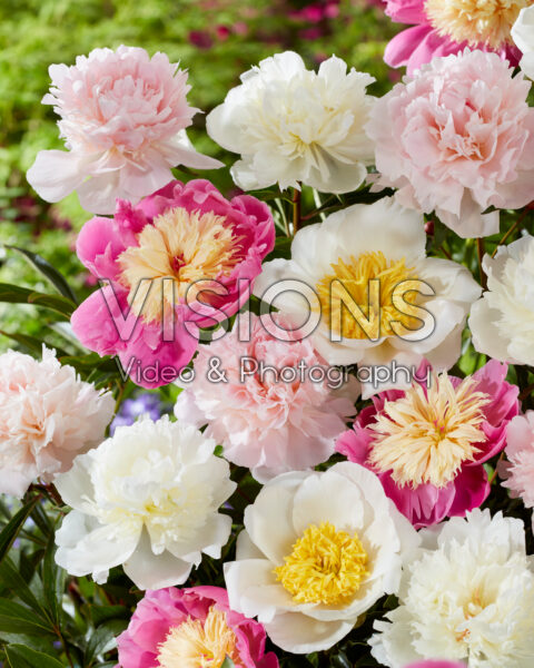 Paeonia-mix Paeonia Paeonia-mix Paeonia
