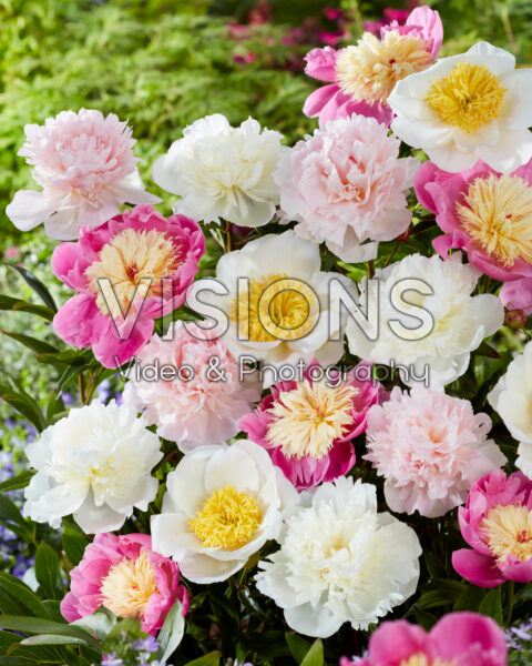 Paeonia-mix Paeonia Paeonia-mix Paeonia