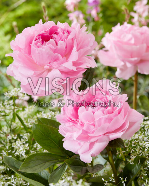 Paeonia Lady Orchid Paeonia Lady Orchid