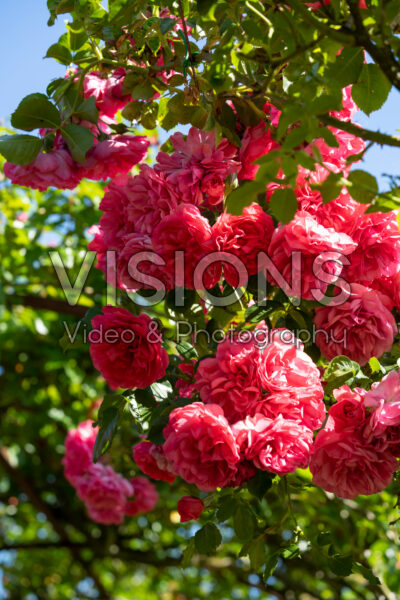 Rosa Pink Cloud