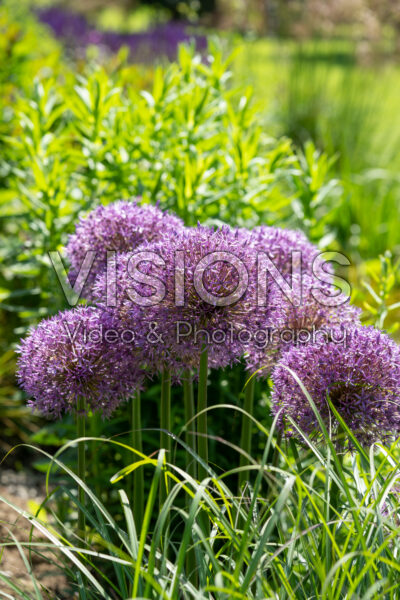 Allium Globemaster Allium Globemaster