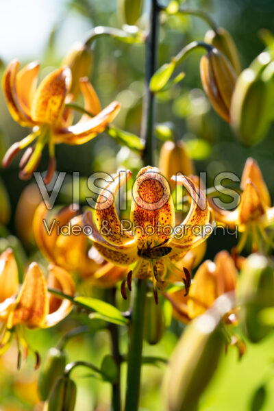 Lilium Sunny Morning Lilium Sunny Morning