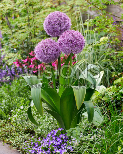Allium Party Balloons