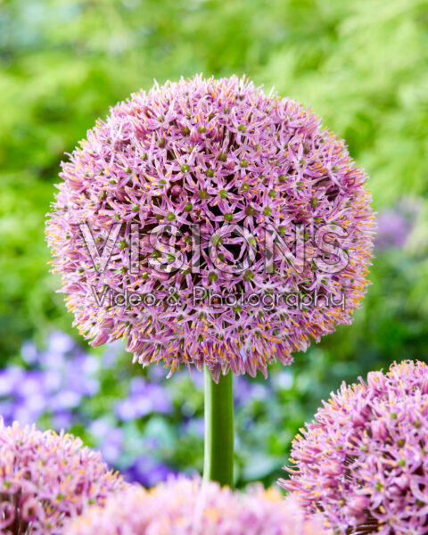 Allium Lucky Balloons Allium Lucky Balloons