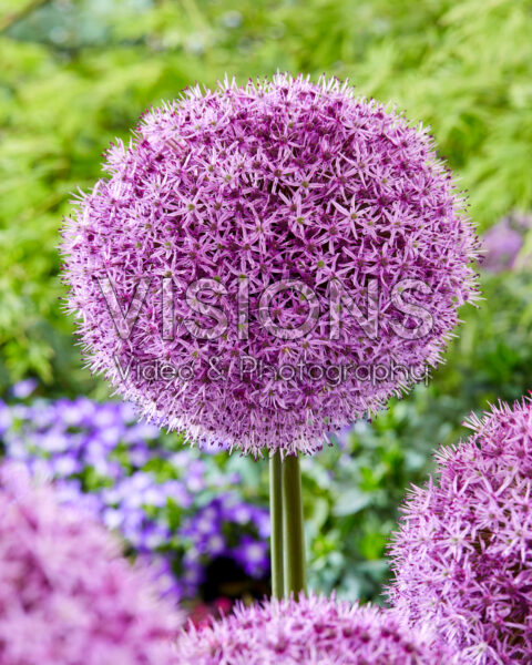 Allium Party Balloons Allium Party Balloons