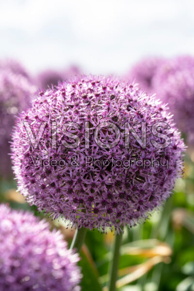 Allium Party Balloons Allium Party Balloons