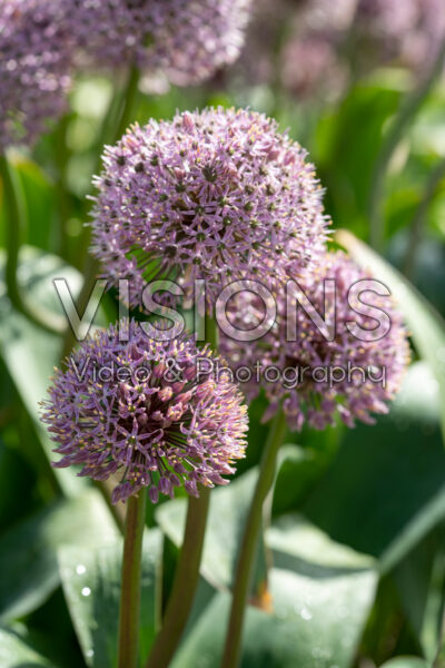 Allium Lucky Balloons Allium Lucky Balloons