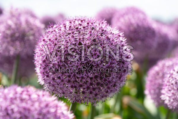 Allium Party Balloons Allium Party Balloons