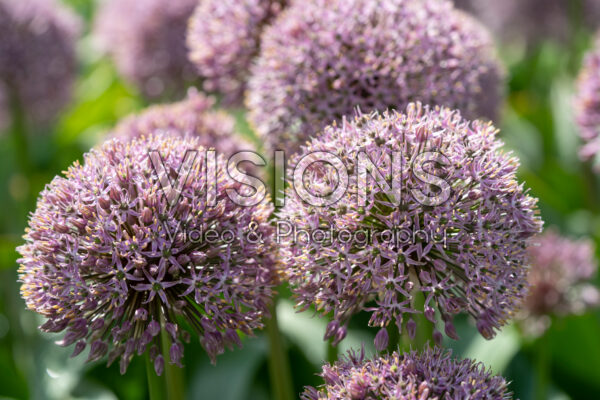 Allium Lucky Balloons Allium Lucky Balloons
