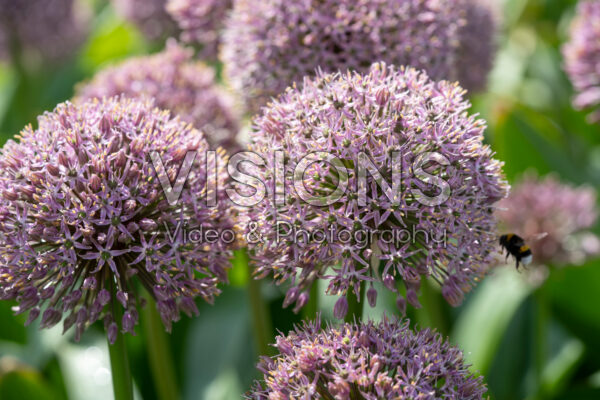 Allium Lucky Balloons Allium Lucky Balloons